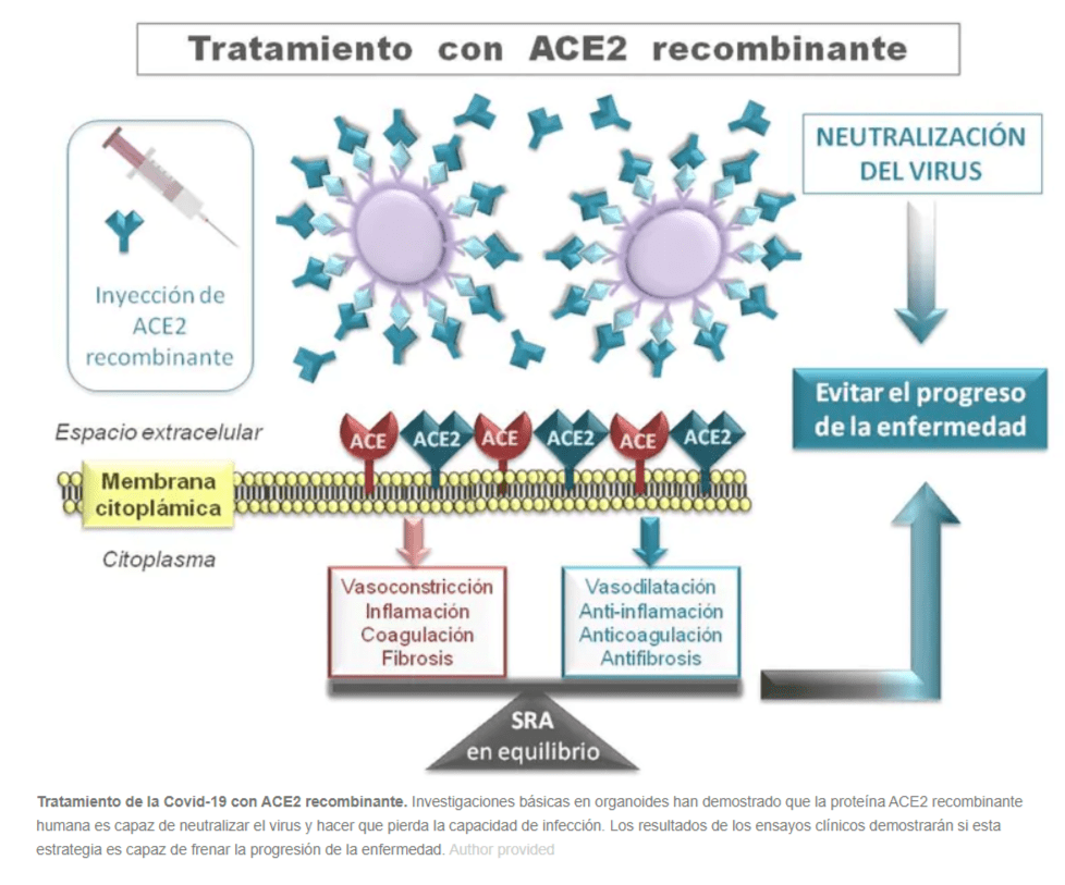 Podremos curar la COVID-19 engañando al virus? – OSALDE