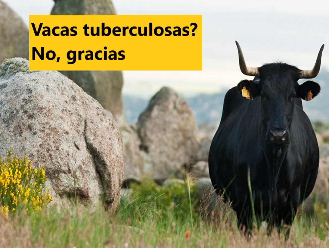 ¿Vacas tuberculosas? No, gracias!